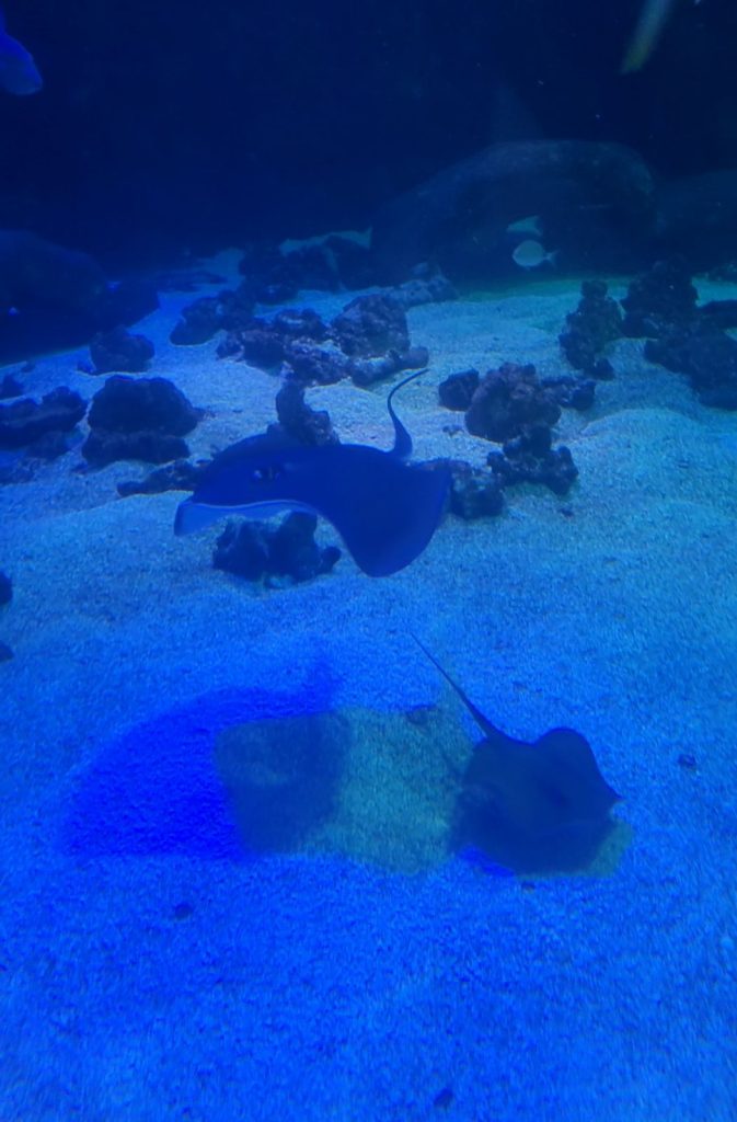 Filhotes de Raia Manteiga nascem no Oceanic Aquarium