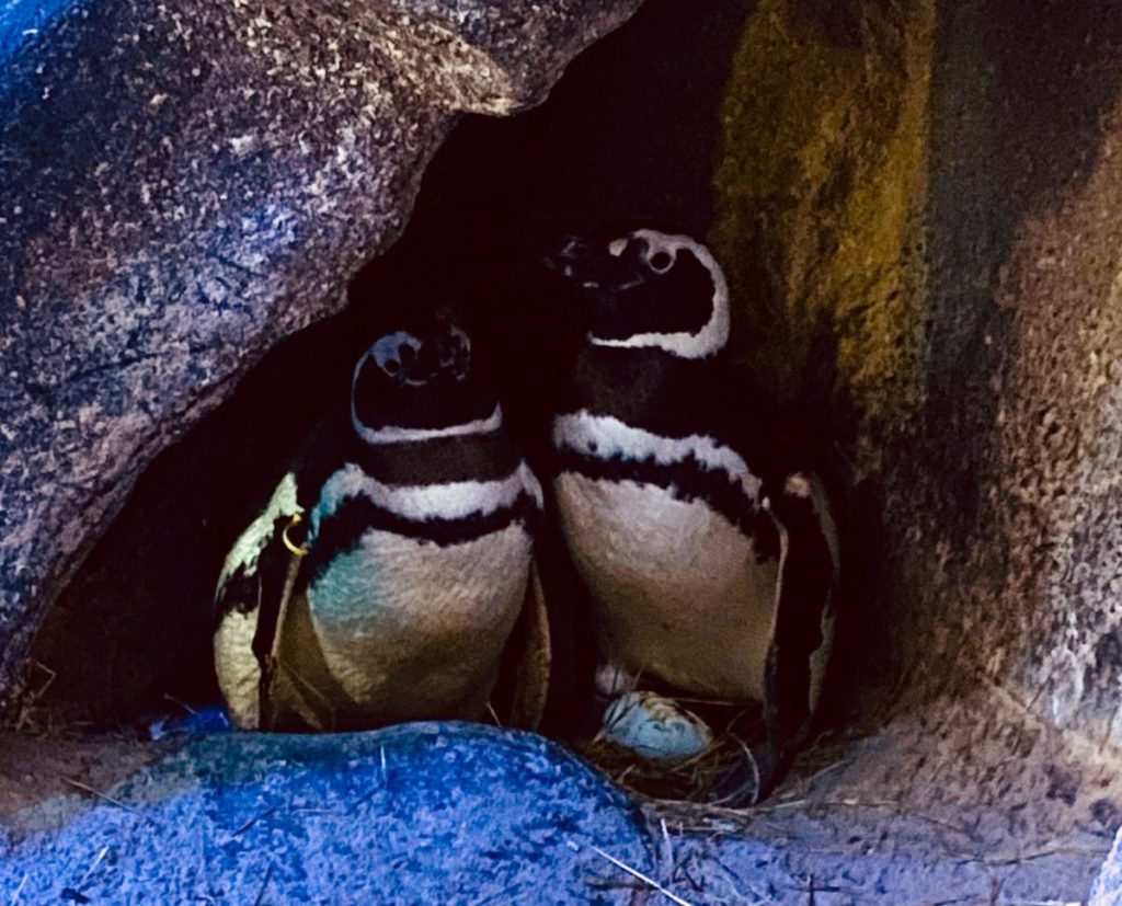 Casal de pinguins do Oceanic Aquarium se reveza nos cuidados com os ovos. É a primeira vez que a espécie se reproduz no aquário